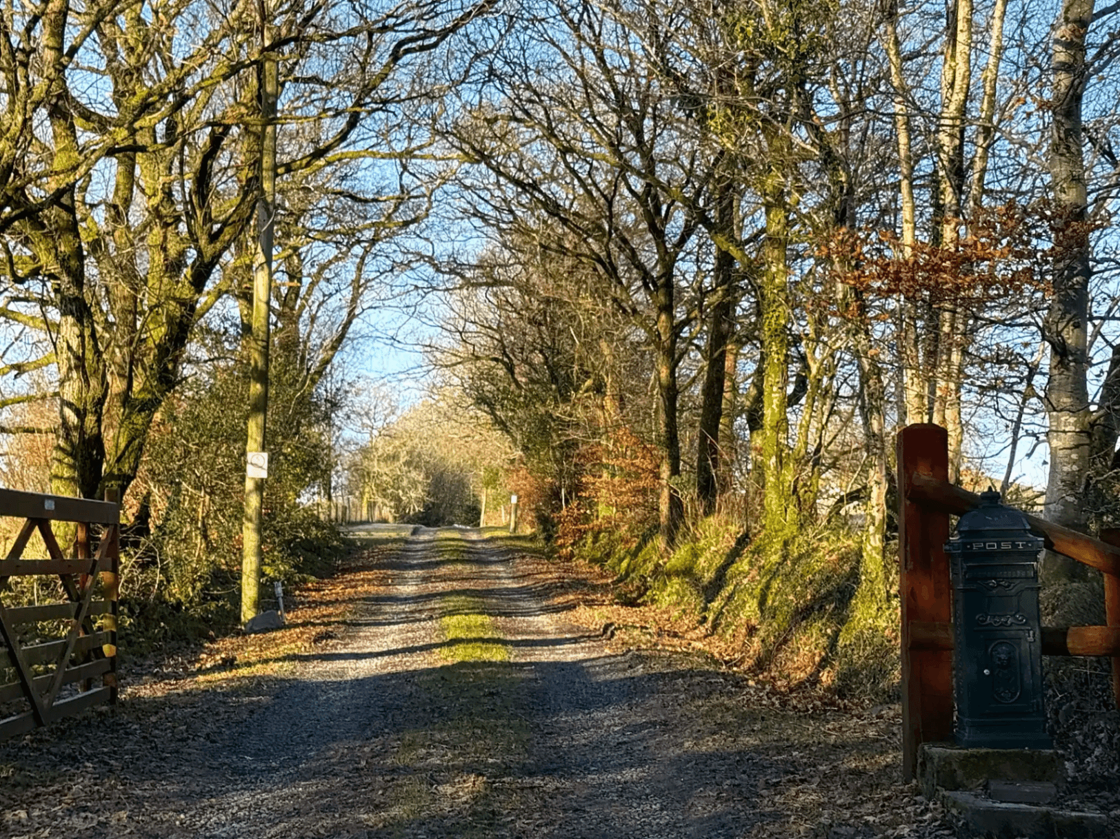 Tree-lined lane leading into Red Pines Ranch
