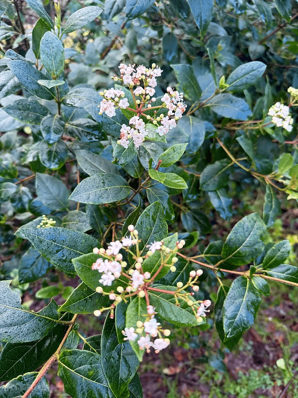 Spring blossom on the ranch