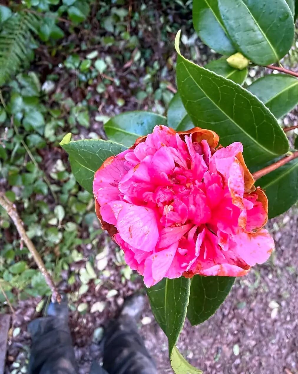 Camellia in bloom