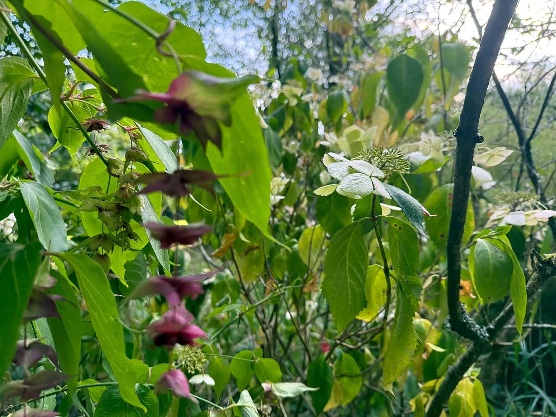 Foliage close-up in the woodland
