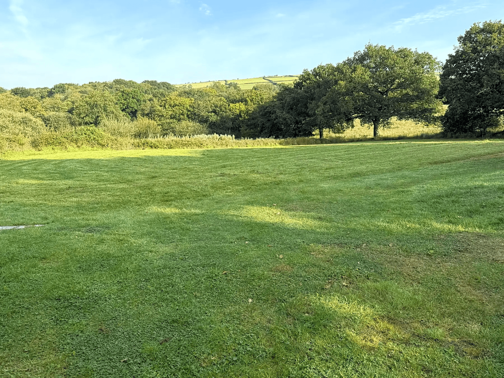 Wildflower meadow field