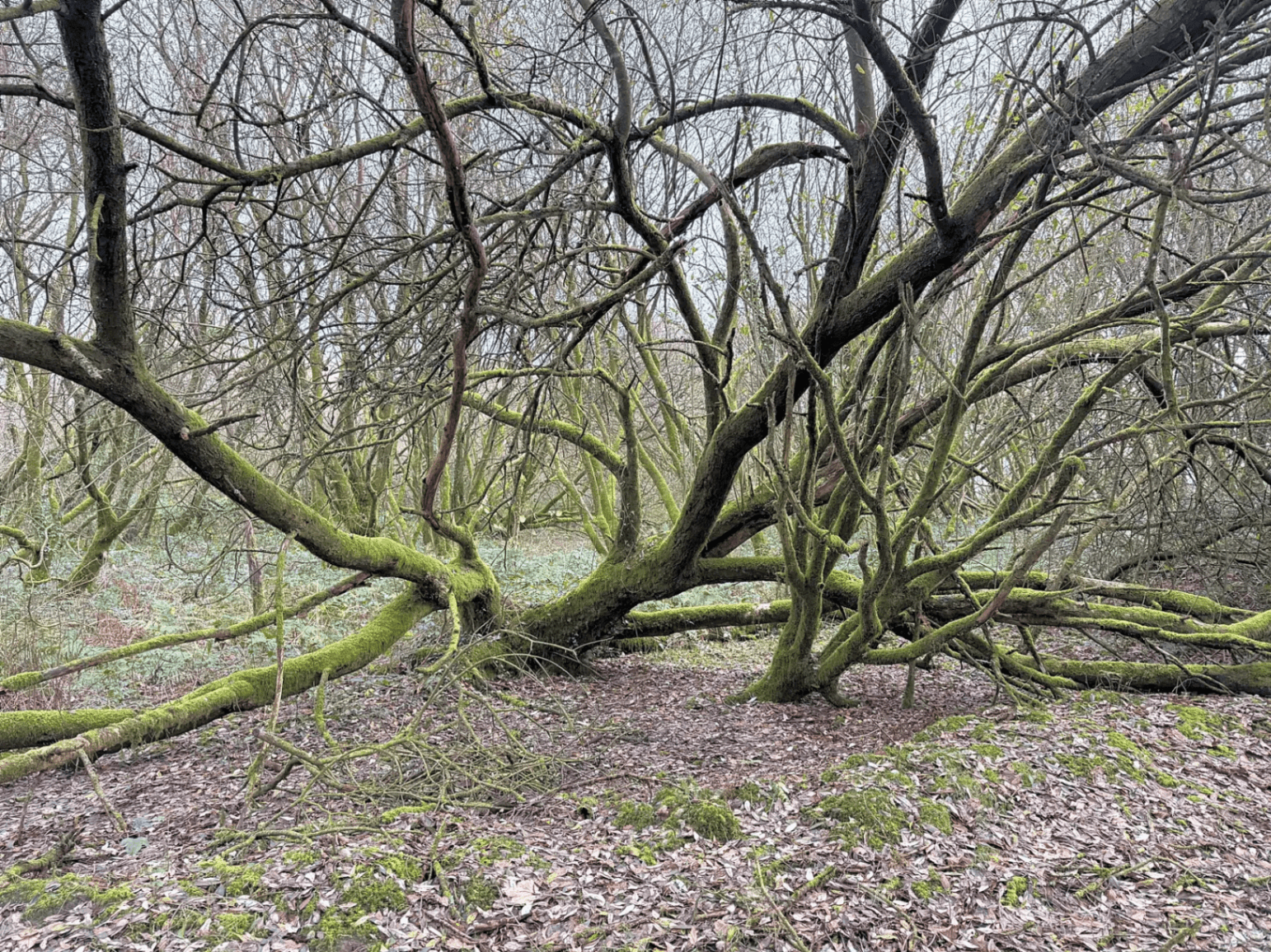 Mossy ancient woodland trees