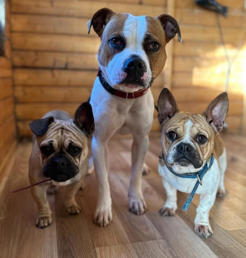 Three freshly groomed dogs standing together