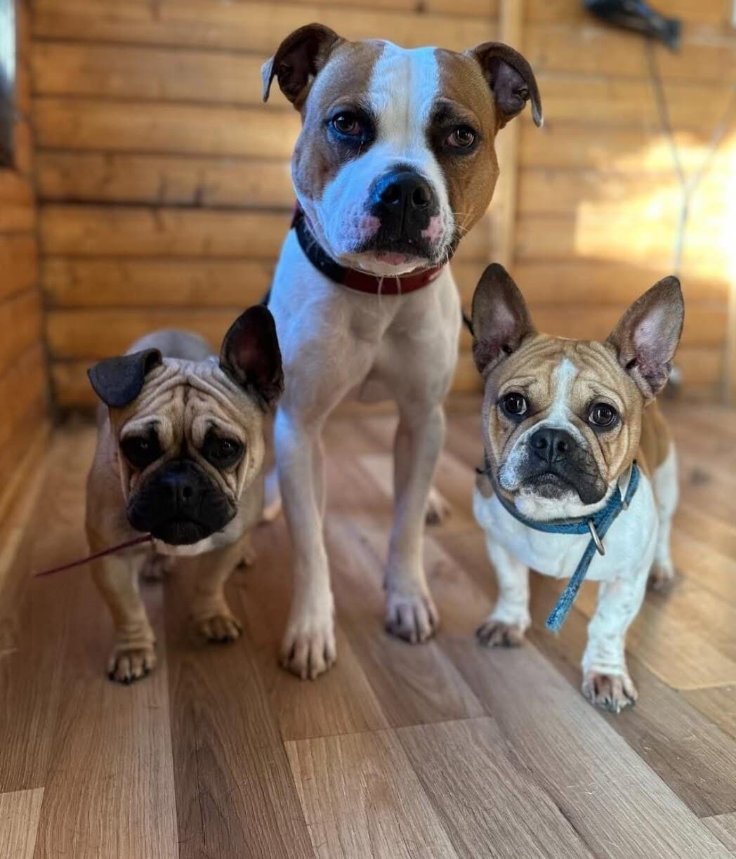 Three freshly groomed dogs standing together
