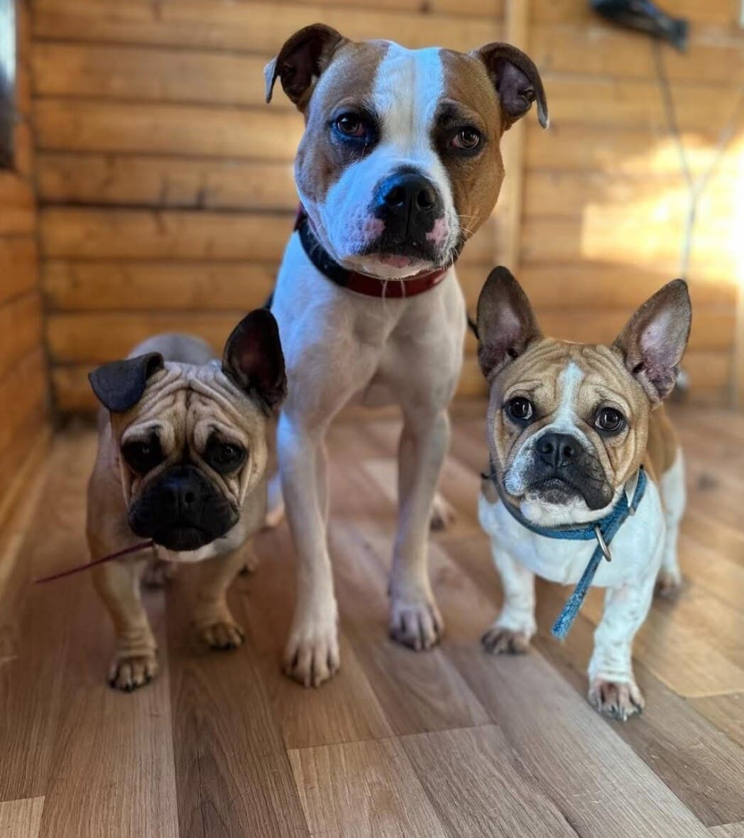 Three freshly groomed dogs standing together