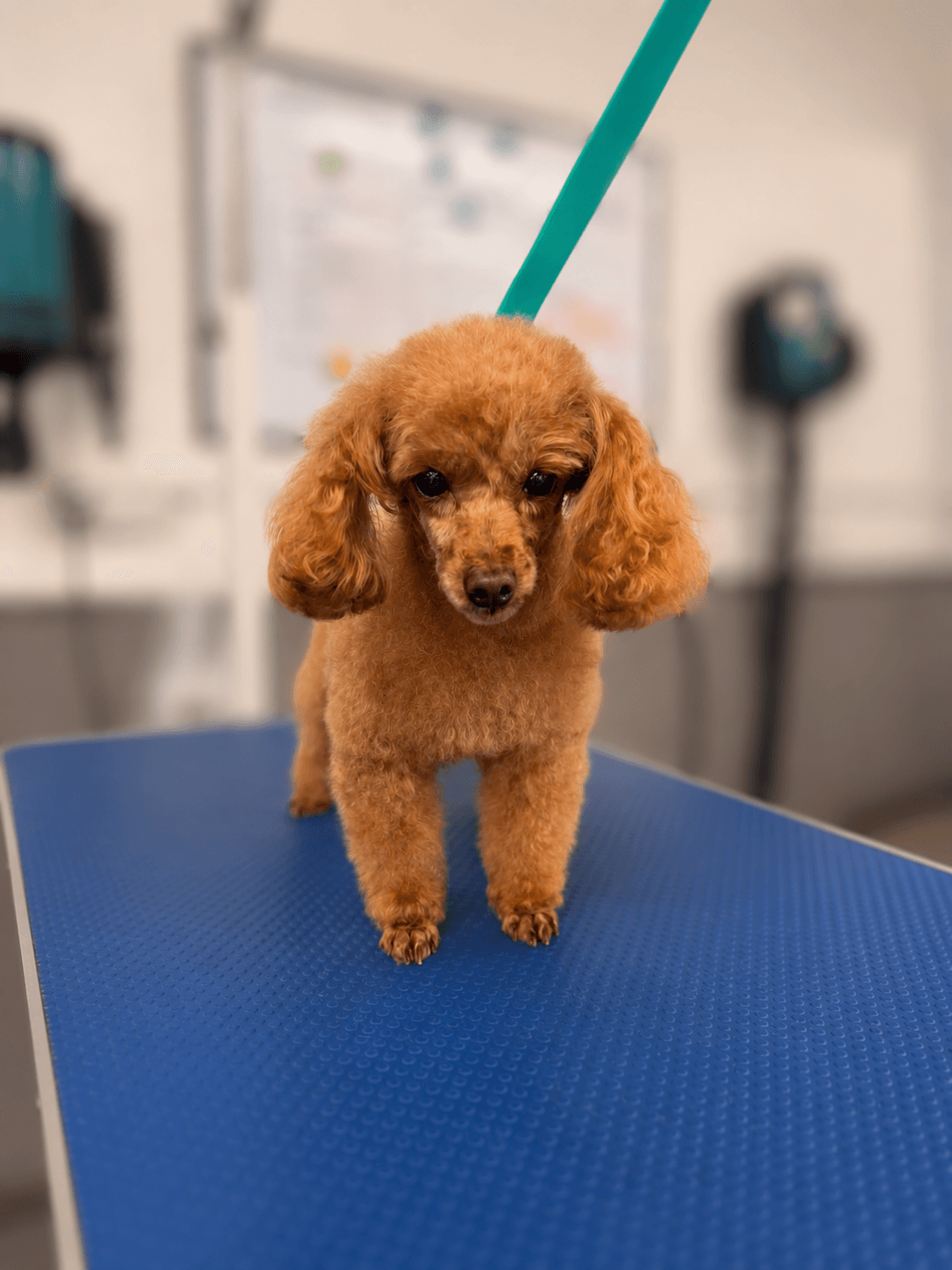 Apricot Poodle, a Miniature Poodle, after a Full Groom & Hand Scissor Finish at RPR Grooming