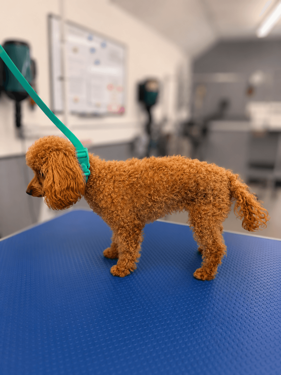 Apricot Poodle, a Miniature Poodle, before grooming at RPR Grooming