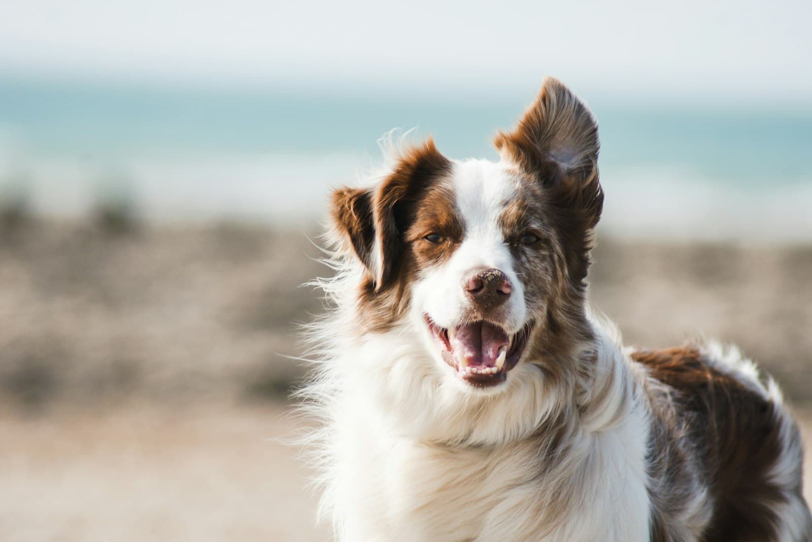 Calm happy dog outdoors in the countryside